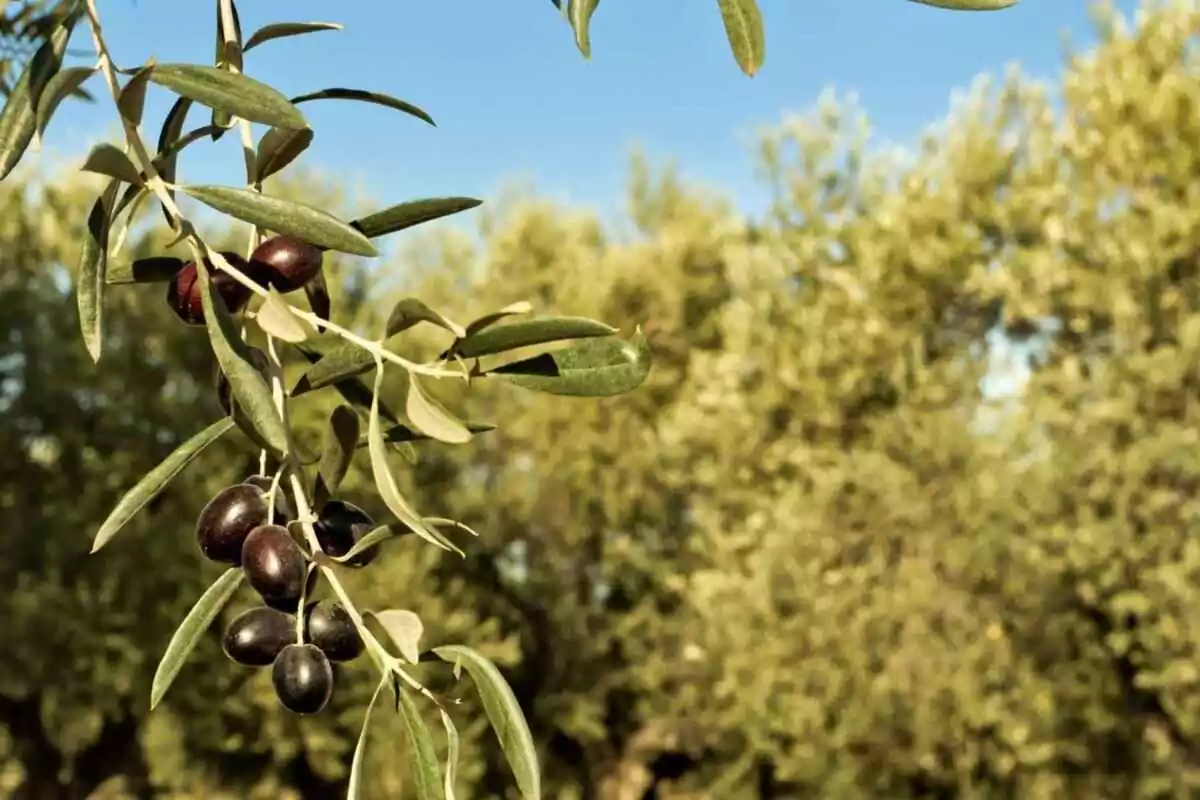Les oliveres, el paisatge característic de les Garrigues
